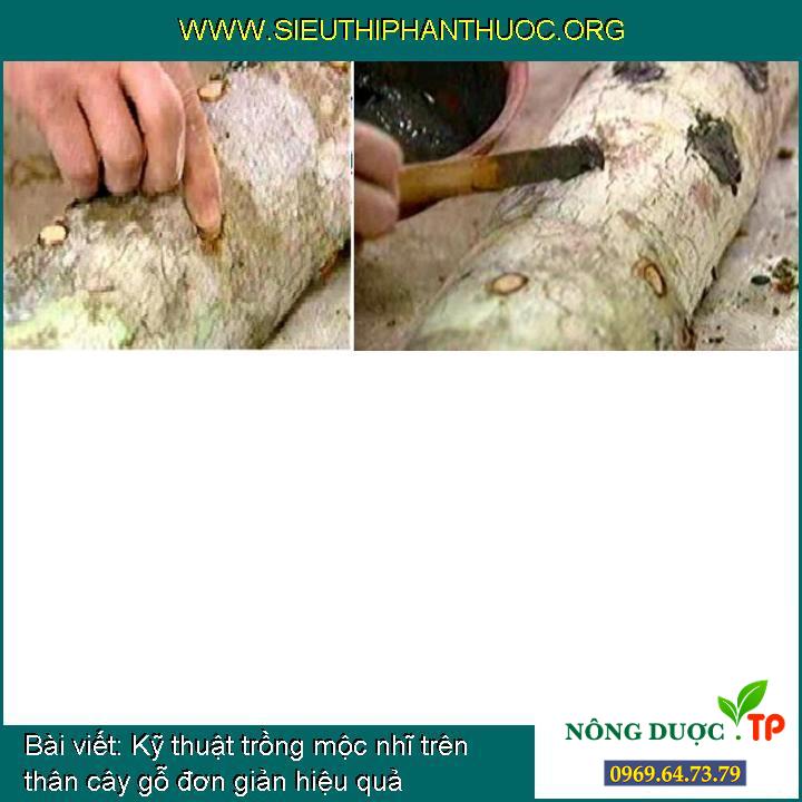 Kỹ thuật trồng mộc nhĩ trên thân cây gỗ đơn giản hiệu quả