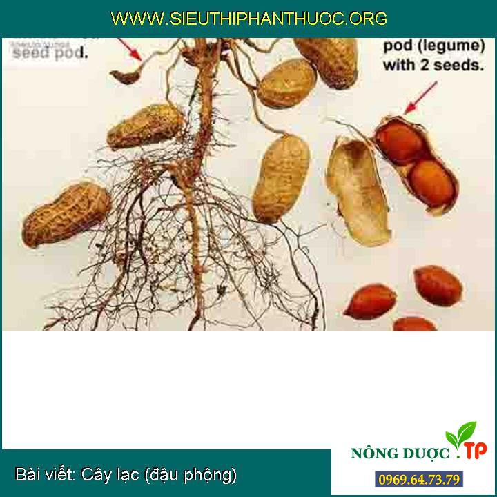 Cây lạc (đậu phộng)