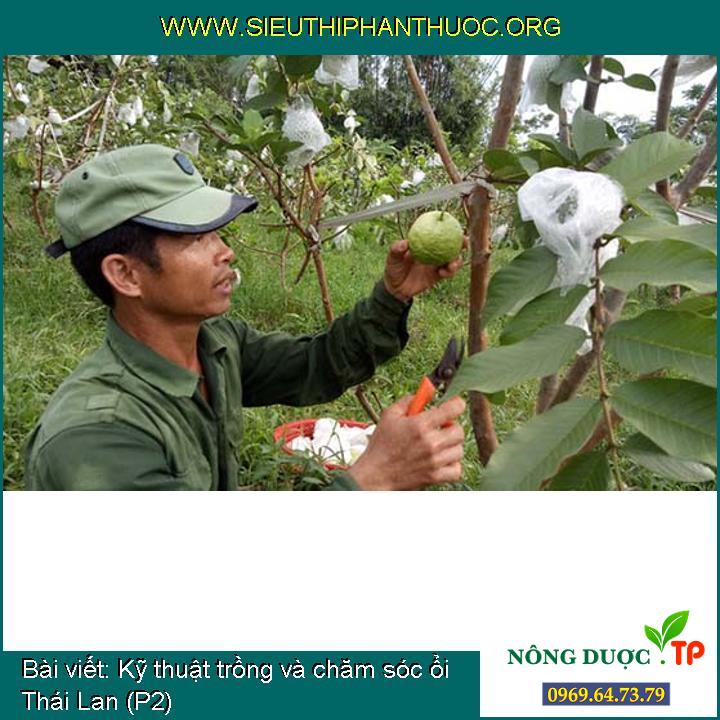 Kỹ thuật trồng và chăm sóc ổi Thái Lan (P2)