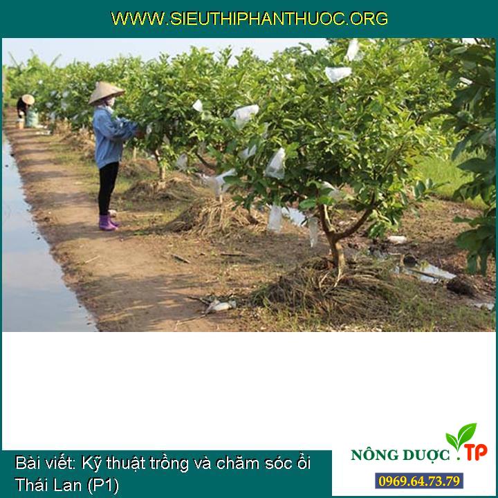 Kỹ thuật trồng và chăm sóc ổi Thái Lan (P1)