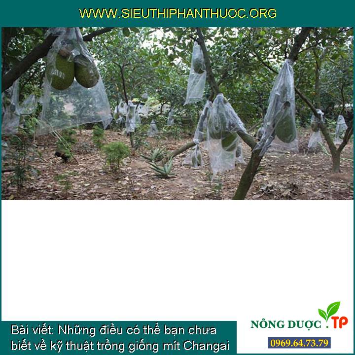 Những điều có thể bạn chưa biết về kỹ thuật trồng giống mít Changai (P2)