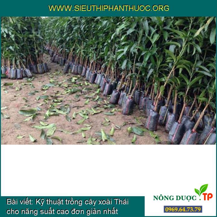 Kỹ thuật trồng cây xoài Thái cho năng suất cao đơn giản nhất