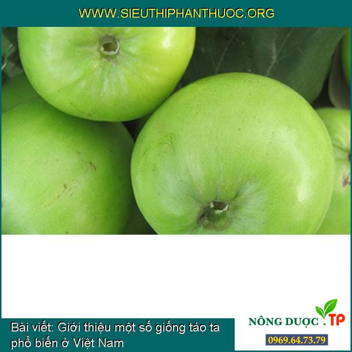 Giới thiệu một số giống táo ta phổ biến ở Việt Nam