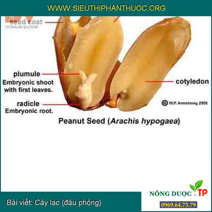 Cây lạc (đậu phộng)
