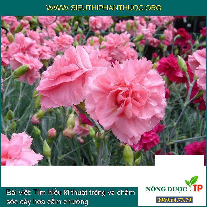Tìm hiểu kĩ thuật trồng và chăm sóc cây hoa cẩm chướng