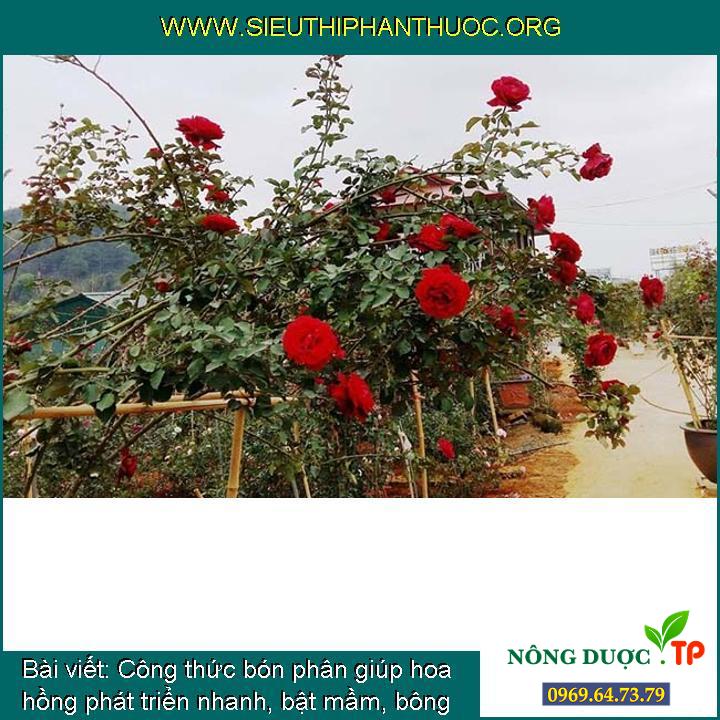 Công thức bón phân giúp hoa hồng phát triển nhanh, bật mầm, bông to