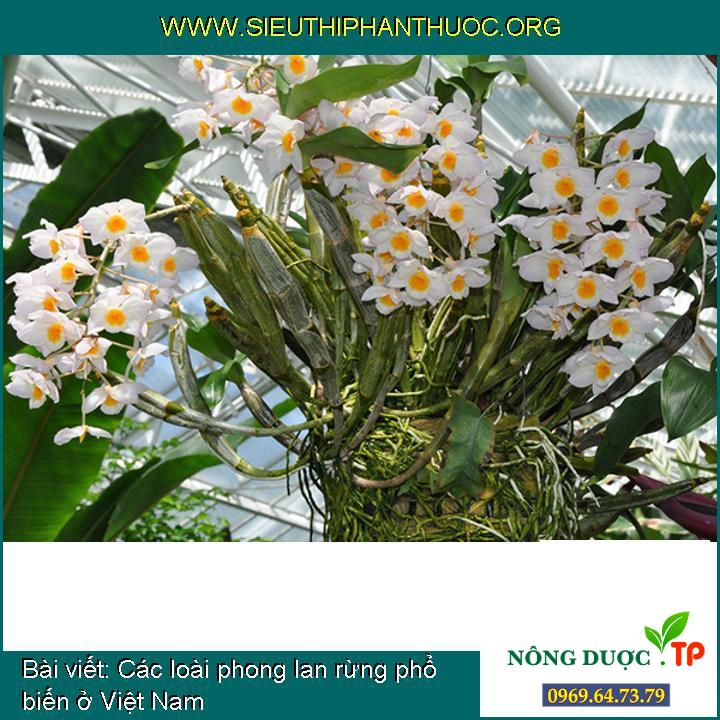 Các loài phong lan rừng phổ biến ở Việt Nam