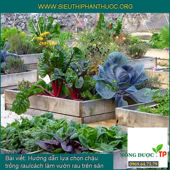 Hướng dẫn lựa chọn chậu trồng rau/cách làm vườn rau trên sân thượng