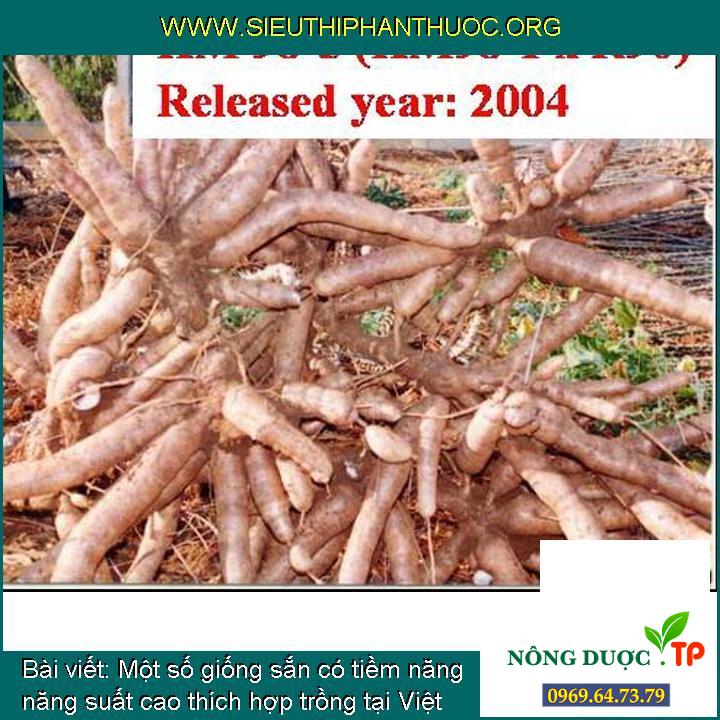 Một số giống sắn có tiềm năng năng suất cao thích hợp trồng tại Việt Nam