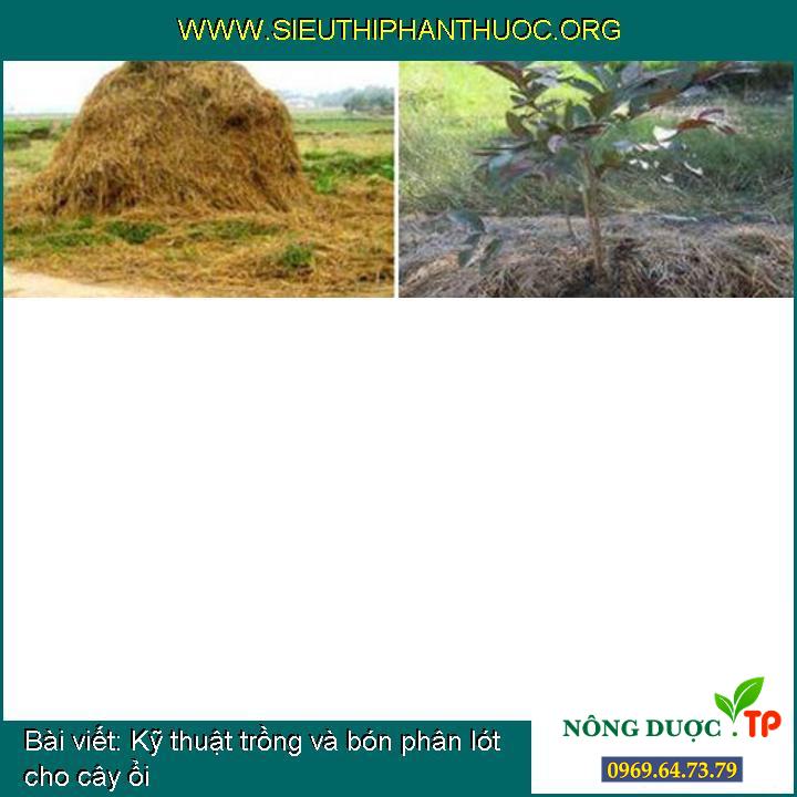Kỹ thuật trồng và bón phân lót cho cây ổi