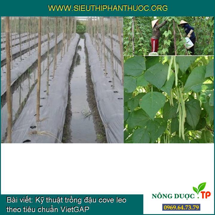 Kỹ thuật trồng đậu cove leo theo tiêu chuẩn VietGAP