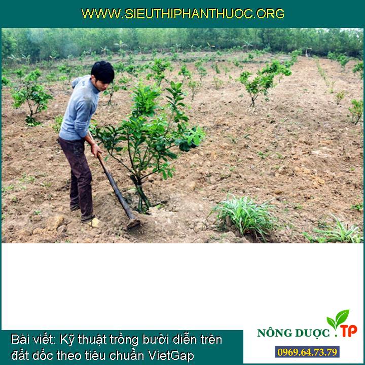 Kỹ thuật trồng bưởi diễn trên đất dốc theo tiêu chuẩn VietGap