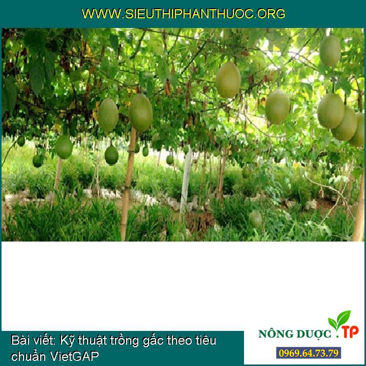 Kỹ thuật trồng gấc theo tiêu chuẩn VietGAP  SIÊU THỊ PHÂN THUỐC