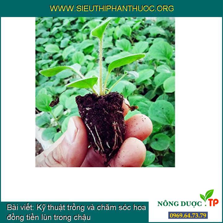 Kỹ thuật trồng và chăm sóc hoa đồng tiền lùn trong chậu