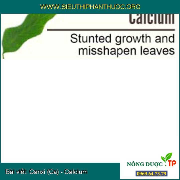 Canxi (Ca) - Calcium