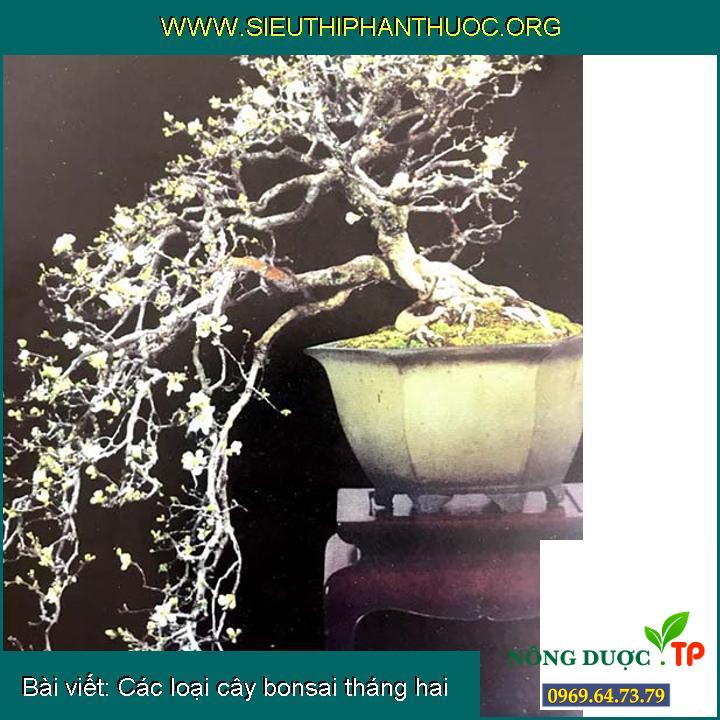 Các loại cây bonsai tháng hai