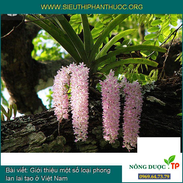 Giới thiệu một số loại phong lan lai tạo ở Việt Nam