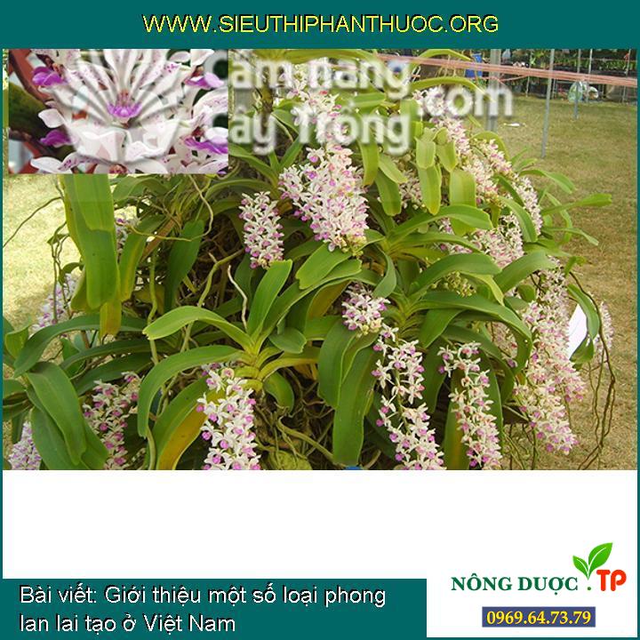 Giới thiệu một số loại phong lan lai tạo ở Việt Nam