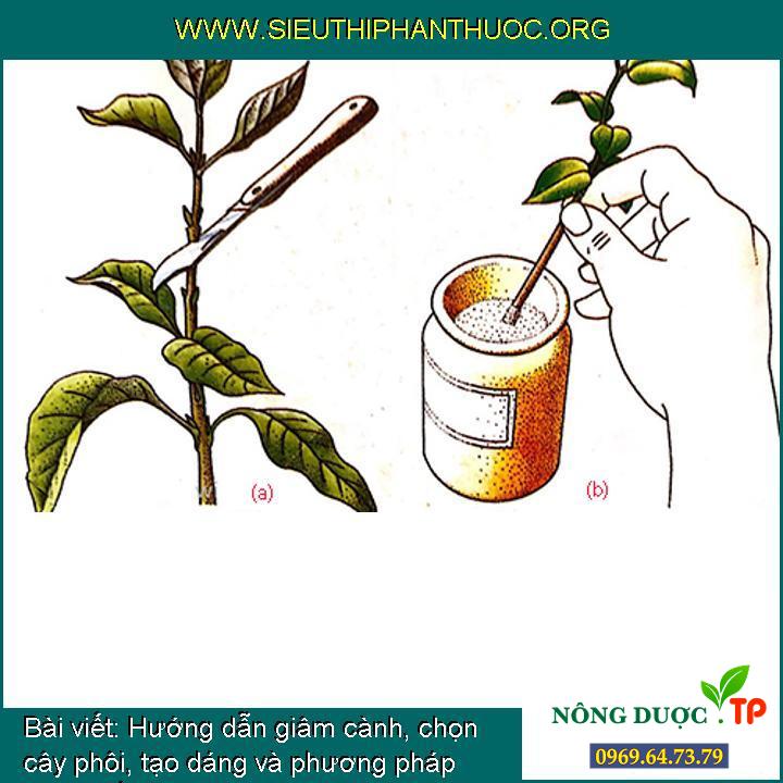 Hướng dẫn giâm cành, chọn cây phôi, tạo dáng và phương pháp nhân giống cây cảnh (bonsai)