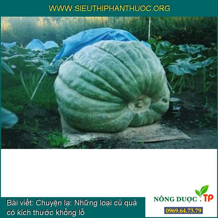 Chuyện lạ: Những loại củ quả có kích thước khổng lồ