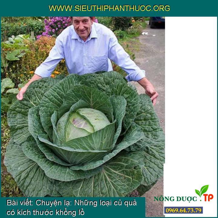 Chuyện lạ: Những loại củ quả có kích thước khổng lồ