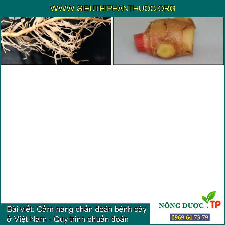 Cẩm nang chẩn đoán bệnh cây ở Việt Nam - Quy trình chuẩn đoán