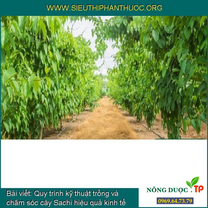 Quy trình kỹ thuật trồng và chăm sóc cây Sachi hiệu quả kinh tế cao