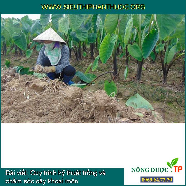 Quy trình kỹ thuật trồng và chăm sóc cây khoai môn