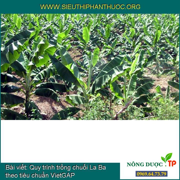 Quy trình trồng chuối La Ba theo tiêu chuẩn VietGAP
