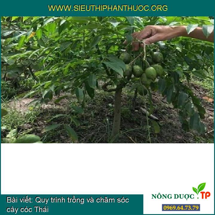 Quy trình trồng và chăm sóc cây cóc Thái