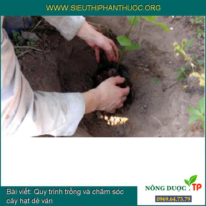 Quy trình trồng và chăm sóc cây hạt dẻ ván