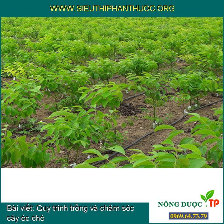 Quy trình trồng và chăm sóc cây óc chó