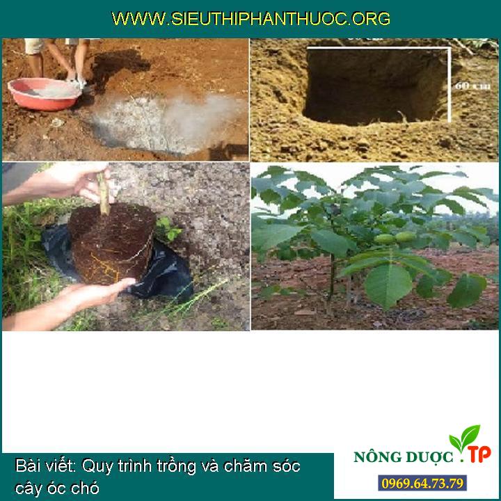 Quy trình trồng và chăm sóc cây óc chó