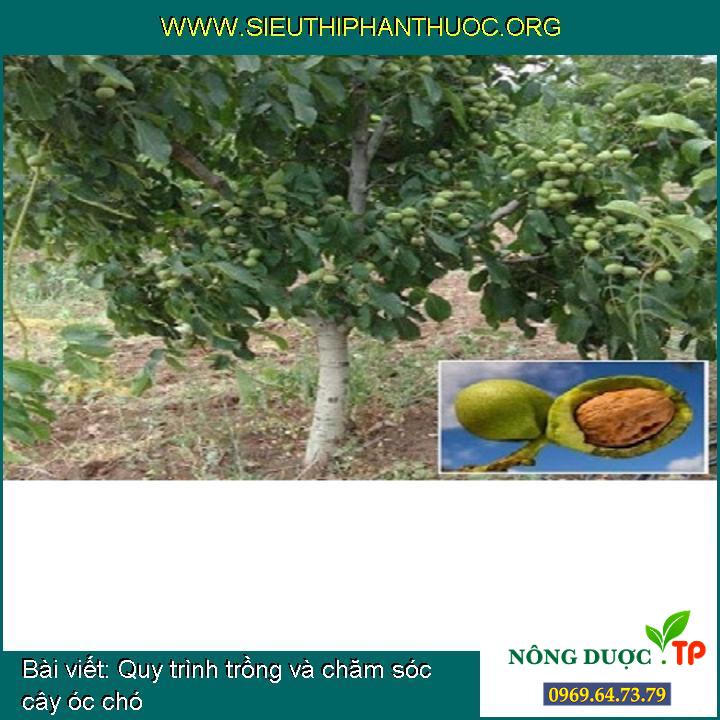 Quy trình trồng và chăm sóc cây óc chó