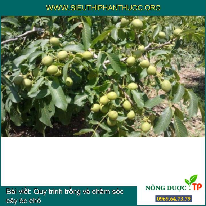 Quy trình trồng và chăm sóc cây óc chó