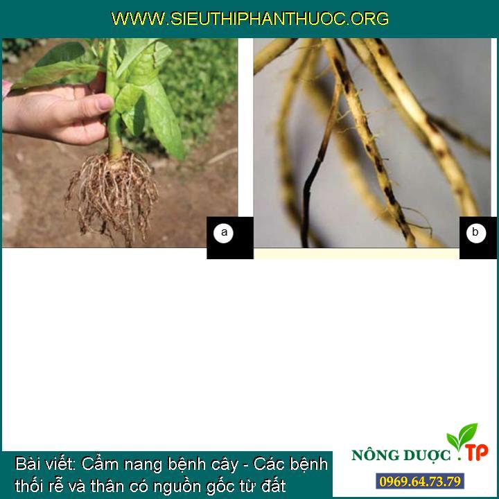 Cẩm nang bệnh cây - Các bệnh thối rễ và thân có nguồn gốc từ đất
