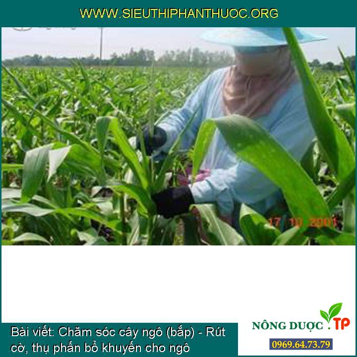 Chăm sóc cây ngô: Cây ngô là nông sản quan trọng trong sản xuất lương thực, tạo nên nguồn thu nhập cho đa số người dân Việt Nam. Việc chăm sóc và bảo vệ cây ngô có ý nghĩa quan trọng trong việc đảm bảo năng suất và chất lượng của nông sản. Năm 2024, việc chăm sóc cây ngô đã được quan tâm và đầu tư nhiều hơn, tạo nên sản lượng cao và thu nhập khá cho nông dân, đặc biệt là ở các vùng nông thôn.