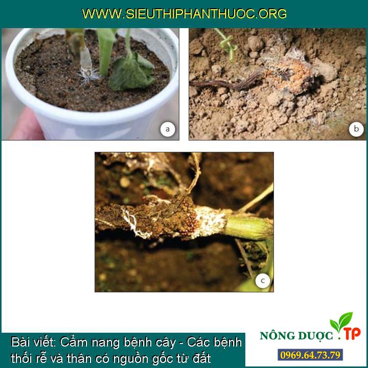 Cẩm nang bệnh cây - Các bệnh thối rễ và thân có nguồn gốc từ đất