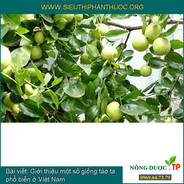 Giới thiệu một số giống táo ta phổ biến ở Việt Nam