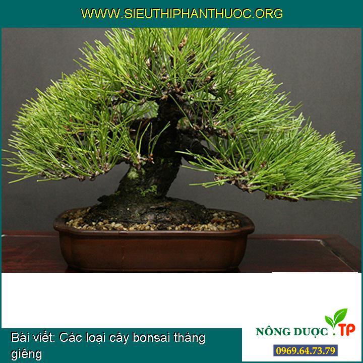 Các loại cây bonsai tháng giêng