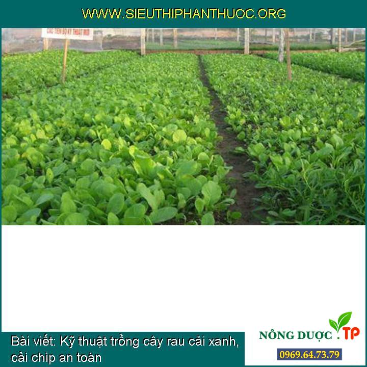 Kỹ thuật trồng cây rau cải xanh, cải chíp an toàn