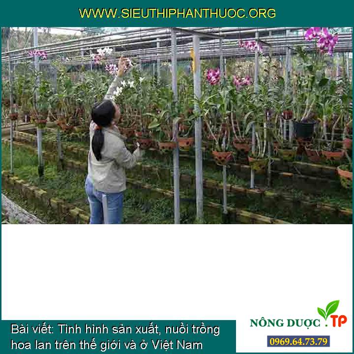 Tình hình sản xuất, nuồi trồng hoa lan trên thế giới và ở Việt Nam