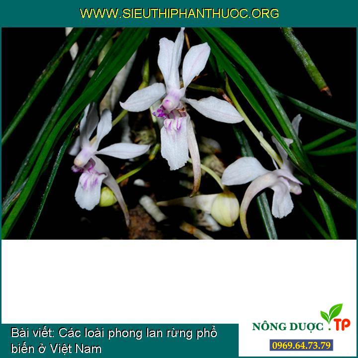 Các loài phong lan rừng phổ biến ở Việt Nam