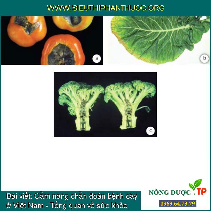 Cẩm nang chẩn đoán bệnh cây ở Việt Nam - Tổng quan về sức khỏe thực vật
