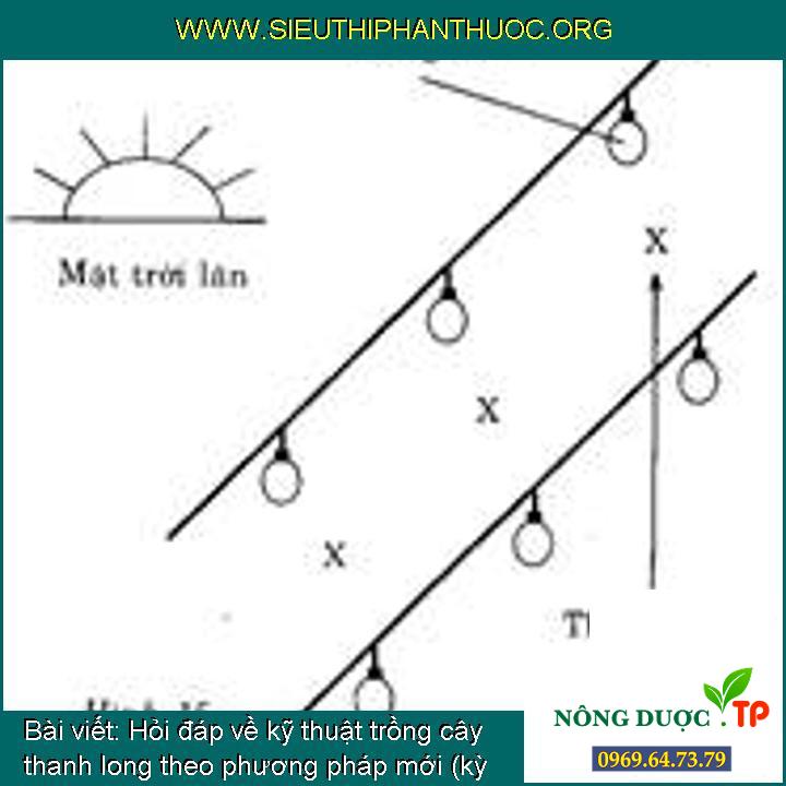 Hỏi đáp về kỹ thuật trồng cây thanh long theo phương pháp mới (kỳ 9)