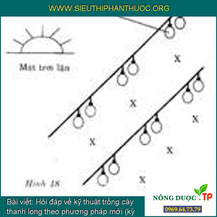 Hỏi đáp về kỹ thuật trồng cây thanh long theo phương pháp mới (kỳ 9)
