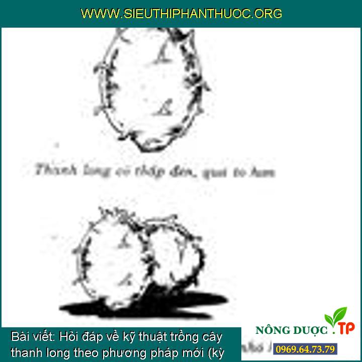 Hỏi đáp về kỹ thuật trồng cây thanh long theo phương pháp mới (kỳ 9)