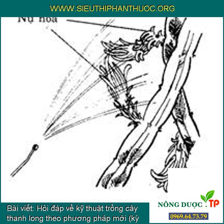 Hỏi đáp về kỹ thuật trồng cây thanh long theo phương pháp mới (kỳ 9)