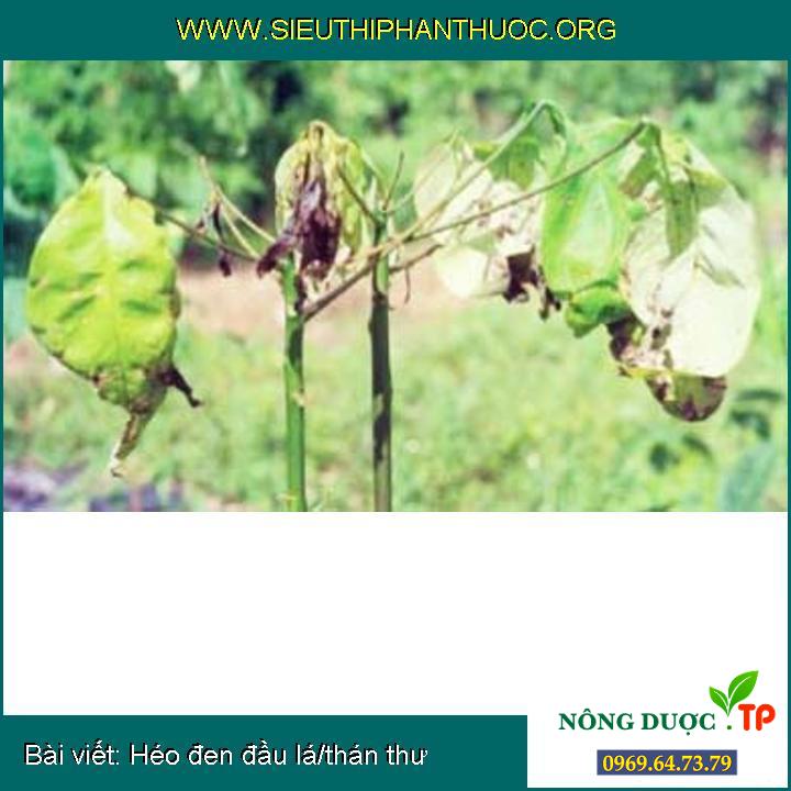 Héo đen đầu lá/thán thư