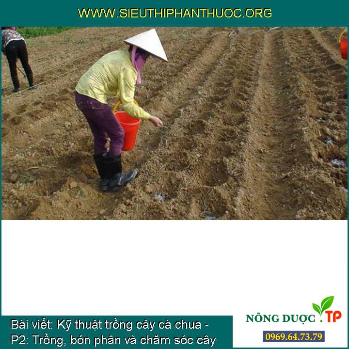 Kỹ thuật trồng cây cà chua - P2: Trồng, bón phân và chăm sóc cây cà chua